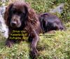 Deutscher Wachtelhund Foto: Rein Brauner Deutscher Wachtel mit sehr guten Anlagen! (ID 27659) Deutscher Wachtelhund Hund