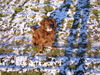 Deutscher Wachtelhund Foto: Benny (ID 27658) Deutscher Wachtelhund Hund