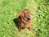 Deutscher Wachtelhund Foto: Benny (ID 27657) Deutscher Wachtelhund Hund