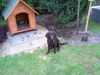 Deutscher Wachtelhund Foto: Dina (ID 25055) Deutscher Wachtelhund Hund