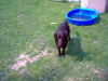 Deutscher Wachtelhund Foto: Dina mit 2 Jahren (ID 35288) Deutscher Wachtelhund Hund