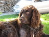 Deutscher Wachtelhund Foto: pasco vom ofenauerberg (ID 38358) Deutscher Wachtelhund Hund