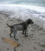 Deutscher Wachtelhund Foto: Nellys Lieblingsplatz... (ID 38027) Deutscher Wachtelhund Hund