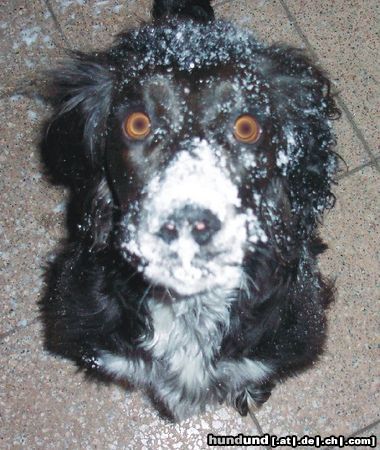 Deutscher Wachtelhund Hunde Foto 16578 in höherer Auflösung ansehen Deutscher Wachtelhund Schneehund