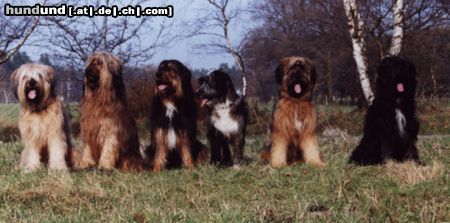 Wäller Hunde Foto 2732 Wäller Die große Vielfalt