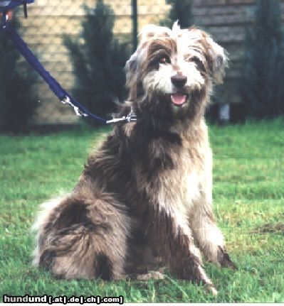 Wäller Hunde Foto 2730 Wäller Allegra von der Villa Kunterbunt