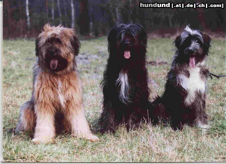 Wäller Hunde Foto 2734 Wäller Oma