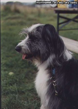 Wäller Hunde Foto 2733 Wäller Bella Bernice vom Malberg