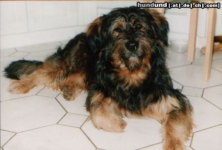 Wäller Hunde Foto 2841 Wäller Belmondo