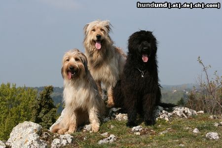 Wäller Sam und Fiona mit Briard Cibiche