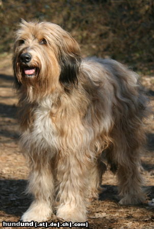 Wäller Hunde Foto 45300 Wäller Amina de la ville des tours