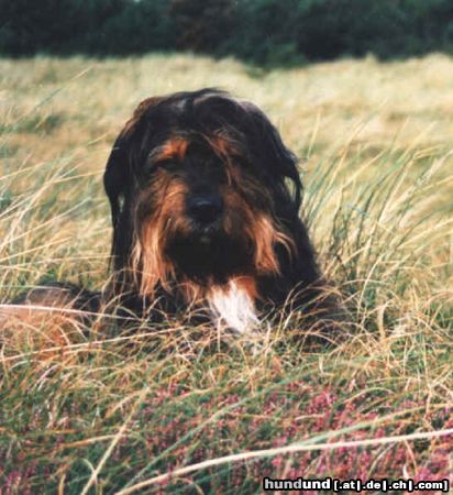 Wäller Hunde Foto 2738 Wäller Paul