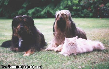 Wäller Hunde Foto 2739 Wäller Gruppenbild mit Dame