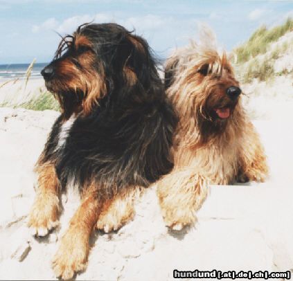 Wäller Hunde Foto 2740 Wäller Strandwache