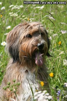 Wäller Hunde Foto 45302 Wäller Amina de la ville des tours