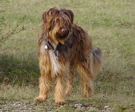 Wäller Hunde Foto 2549 Wäller