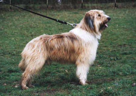 Wäller Hunde Foto 2550 Wäller