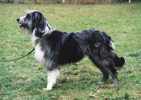 Wäller Hunde Foto 2551 Wäller
