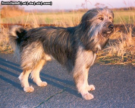 Wäller Hunde Foto 5951 Wäller Benji, der