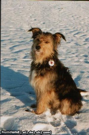 Wäller Hunde Foto 2799 Wäller ausgebildeter Rettungswäller