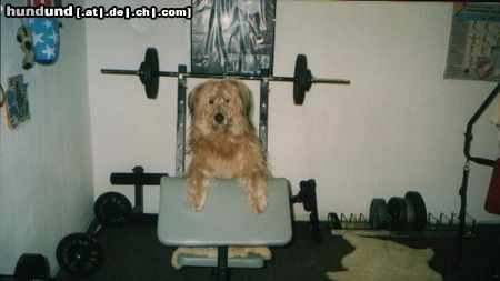 Wäller Hunde Foto 2798 Wäller Wäller beim Krafttraining