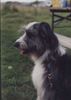 Wäller Hund