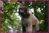 Wäller Foto: Amina de la ville des tours (ID 45303) Wäller Hund