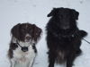 Wäller Foto: Alfons mit Astin (ID 36920) Wäller Hund