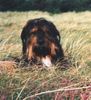 Wäller Hund