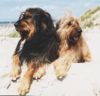Wäller Hund