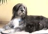 Wäller Foto: dinka (bessi) mit freundin (ID 33051) Wäller Hund