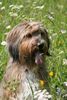 Wäller Foto: Amina de la ville des tours (ID 45302) Wäller Hund