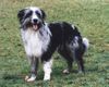Wäller Foto (ID 2547) Wäller Hund