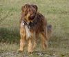 Wäller Foto (ID 2549) Wäller Hund