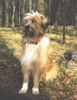 Wäller Foto (ID 2552) Wäller Hund