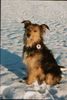 Wäller Hund