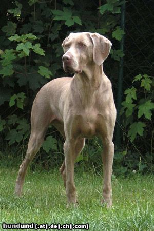 Weimaraner Hunde Foto 20194 in höherer Auflösung ansehen Weimaraner Unsere Cita