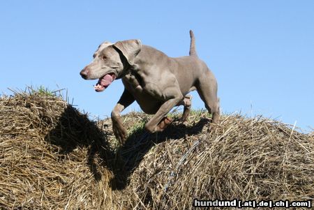 Weimaraner Canis Fortuna Gin hat Spaß auf dem Strohballen