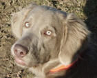 Weimaraner Ch. ARKO vd Vilsaue (Langhaar)