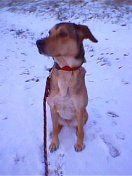 Weimaraner Hunde Foto 14454 Weimaraner Unsere hübsche im Schnee! Ganz die Mama (Weimaraner)!