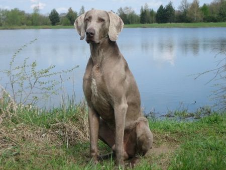 Weimaraner Weimaraner am See