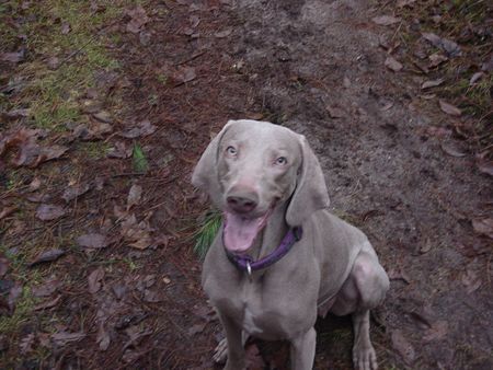 Weimaraner Hunde Foto 1630 Weimaraner Lara
