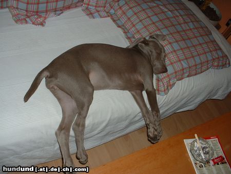 Weimaraner Hunde Foto 10672 Weimaraner