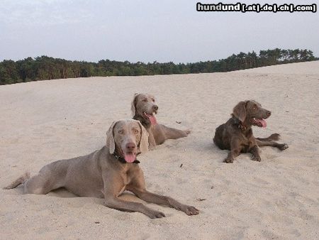 Weimaraner Hunde Foto 4380 Weimaraner