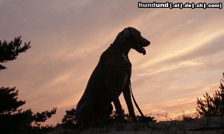 Weimaraner Hunde Foto 4381 Weimaraner