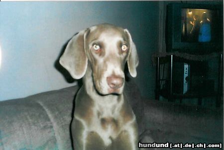 Weimaraner Hunde Foto 5428 Weimaraner Weimer monterrey2