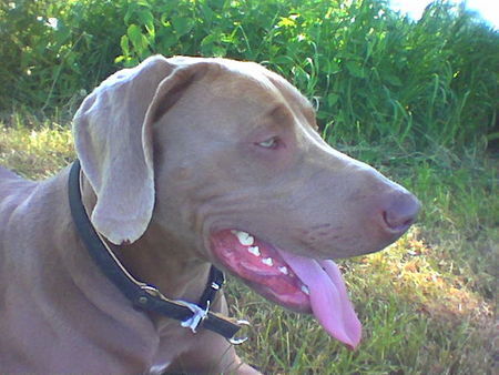 Weimaraner Mein Aramis