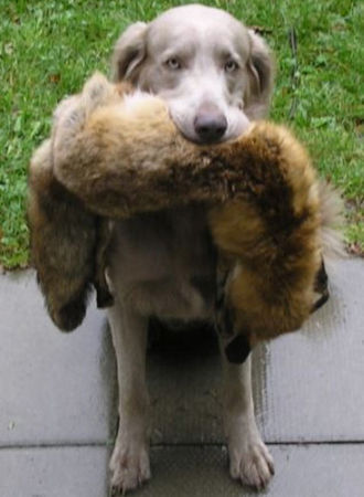 Weimaraner Ch. ARKO vd Vilsaue (langhaar)