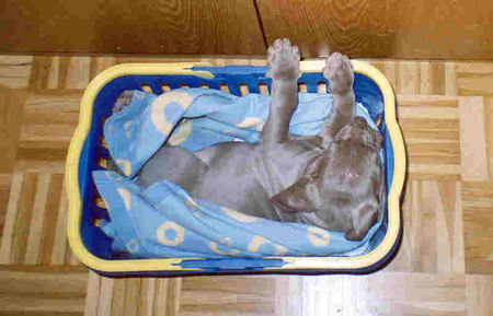 Weimaraner Hunde Foto 30348 Weimaraner Ottos Sohn Kurti, acht Wochen alt