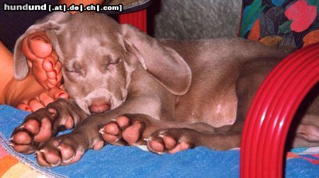 Weimaraner Hunde Foto 5216 Weimaraner